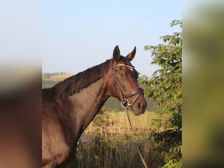 Hannoveraan Merrie 8 Jaar 165 cm Donkerbruin in GROTE-BROGEL