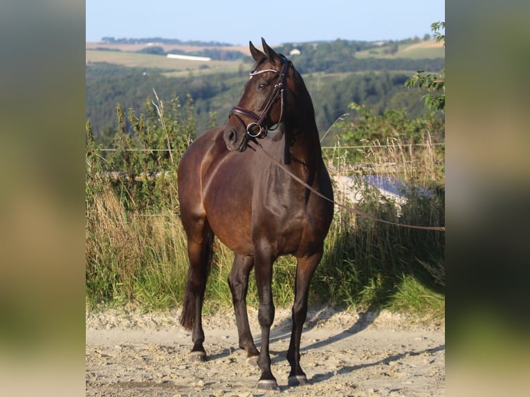 Hannoveraan Merrie 8 Jaar 165 cm Donkerbruin in Neuerburg