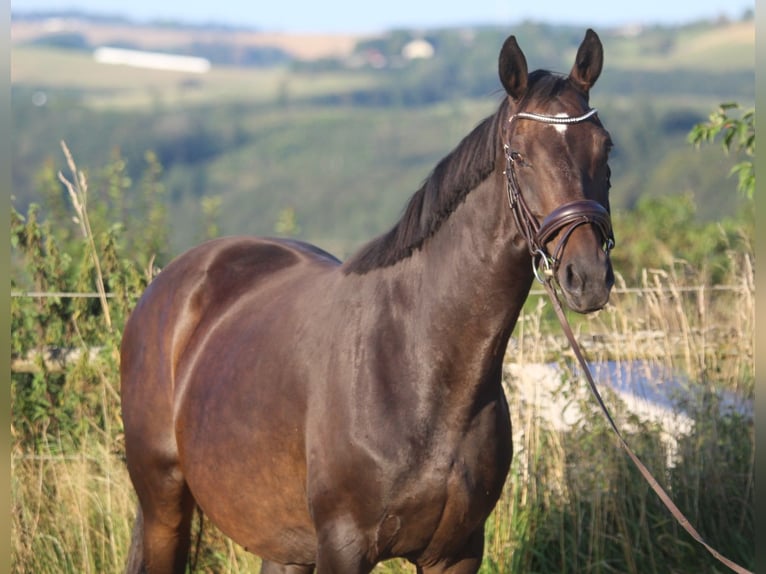 Hannoveraan Merrie 8 Jaar 165 cm Donkerbruin in Neuerburg