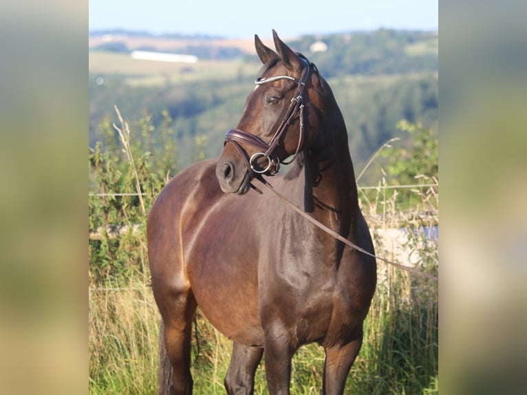 Hannoveraan Merrie 8 Jaar 165 cm Donkerbruin in Neuerburg