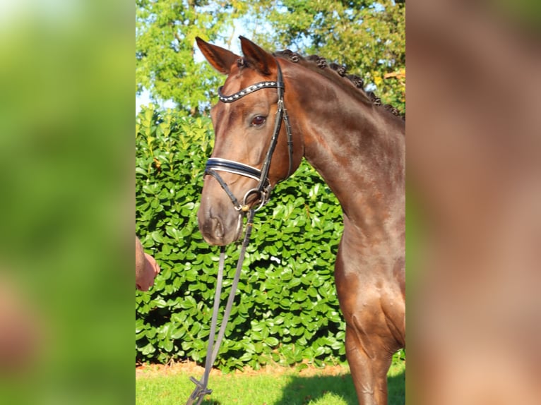 Hannoveraan Merrie 8 Jaar 165 cm Donkere-vos in Selsingen