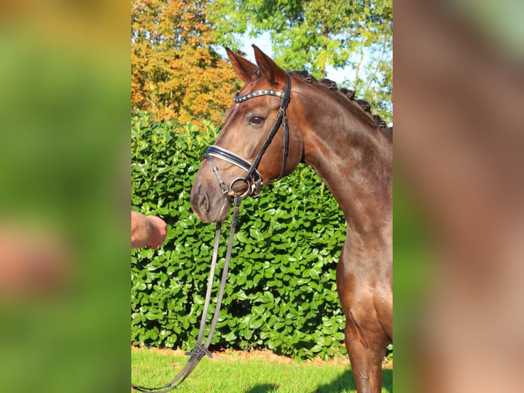 Hannoveraan Merrie 8 Jaar 165 cm Donkere-vos in Selsingen