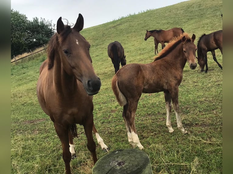 Hannoveraan Merrie 8 Jaar 165 cm Donkere-vos in Bruchhausen-Vilsen