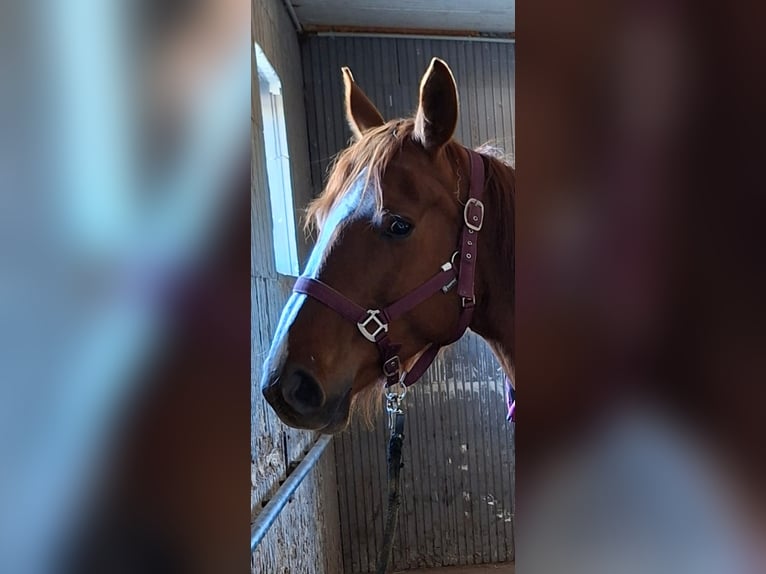 Hannoveraan Merrie 8 Jaar 165 cm Donkere-vos in Garbsen