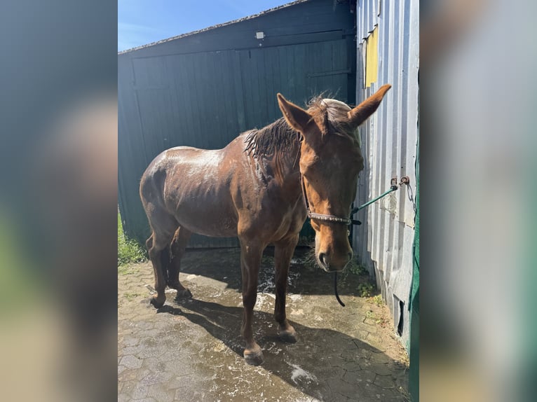 Hannoveraan Merrie 8 Jaar 165 cm Donkere-vos in Gnarrenburg