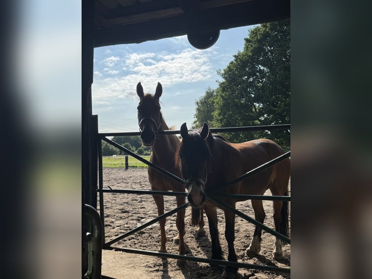 Hannoveraan Merrie 8 Jaar 165 cm Donkere-vos in Gnarrenburg