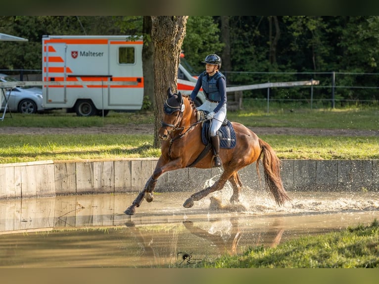 Hannoveraan Merrie 8 Jaar 165 cm Vos in Telgte