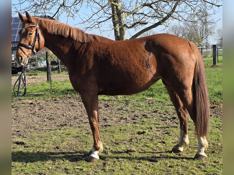Hannoveraan Merrie 8 Jaar 165 cm Vos in Wachtendonk
