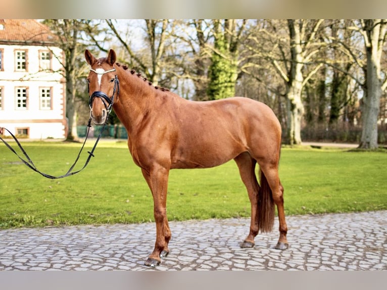 Hannoveraan Merrie 8 Jaar 165 cm Vos in Dassel