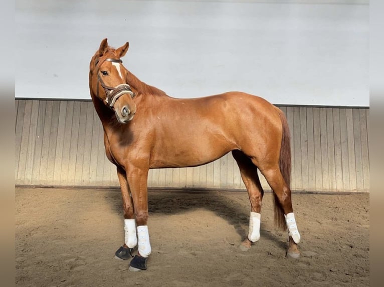 Hannoveraan Merrie 8 Jaar 165 cm Vos in Dassel