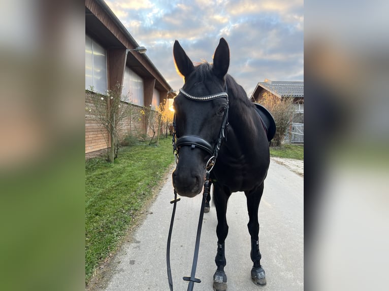 Hannoveraan Merrie 8 Jaar 165 cm Zwart in Frankfurt am Main