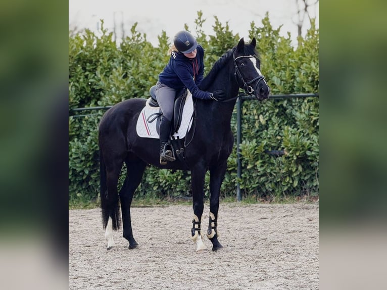 Hannoveraan Merrie 8 Jaar 165 cm Zwart in Someren