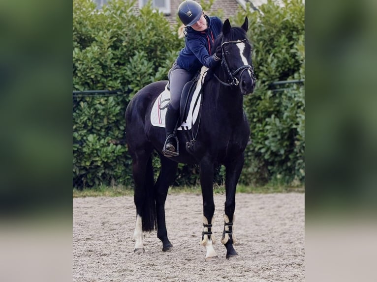 Hannoveraan Merrie 8 Jaar 165 cm Zwart in Someren