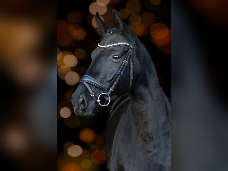 Hannoveraan Merrie 8 Jaar 165 cm Zwartbruin in Gettorf