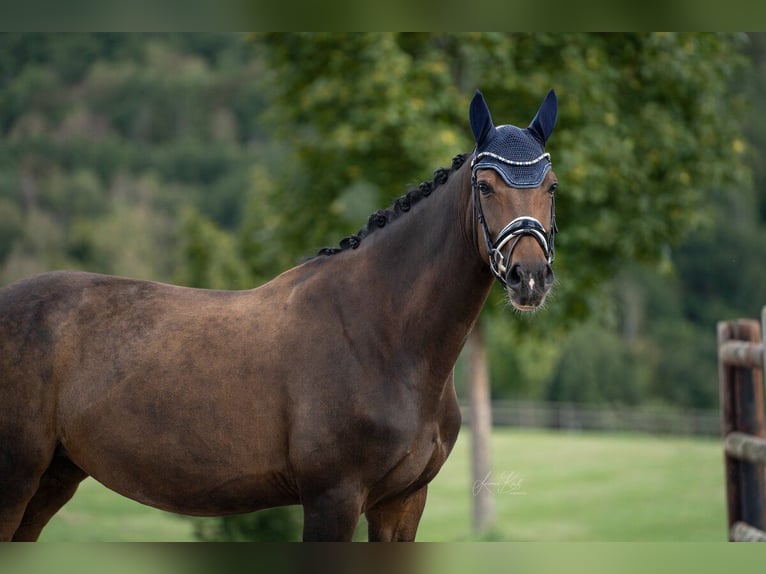 Hannoveraan Merrie 8 Jaar 166 cm Donkerbruin in Haiger