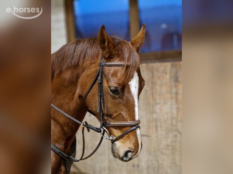 Hannoveraan Merrie 8 Jaar 166 cm Donkere-vos in Rostock