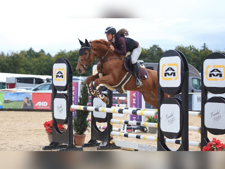 Hannoveraan Merrie 8 Jaar 166 cm Vos in Schlins