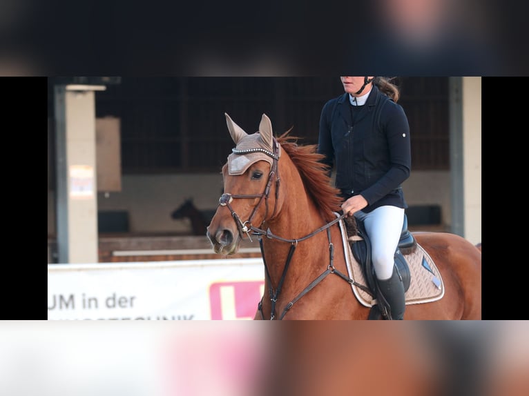 Hannoveraan Merrie 8 Jaar 166 cm Vos in Schlins