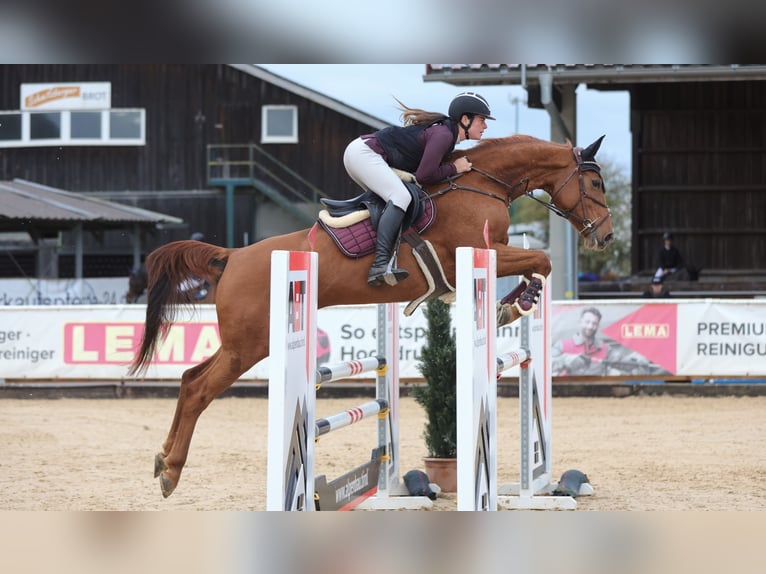 Hannoveraan Merrie 8 Jaar 166 cm Vos in Schlins
