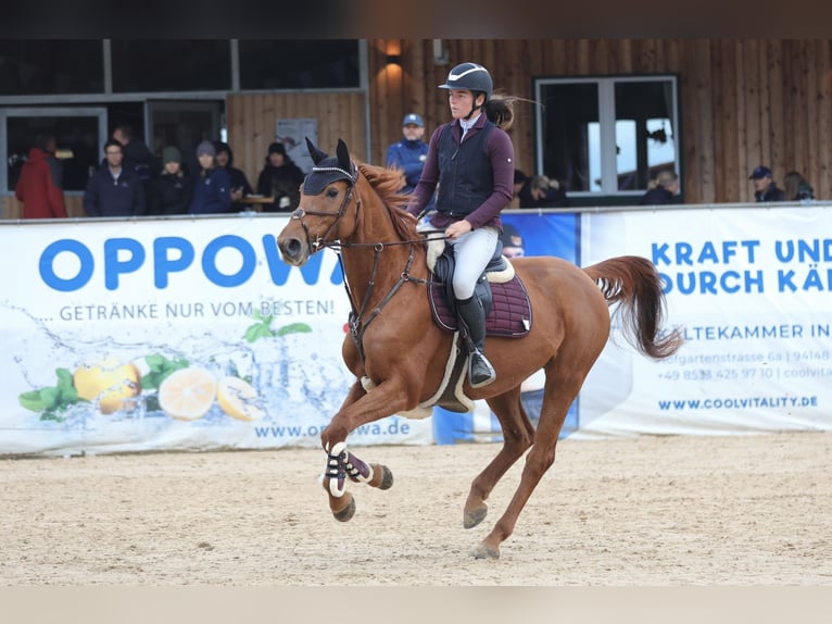 Hannoveraan Merrie 8 Jaar 166 cm Vos in Schlins