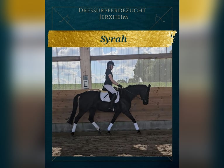 Hannoveraan Merrie 8 Jaar 166 cm Zwart in Jerxheim