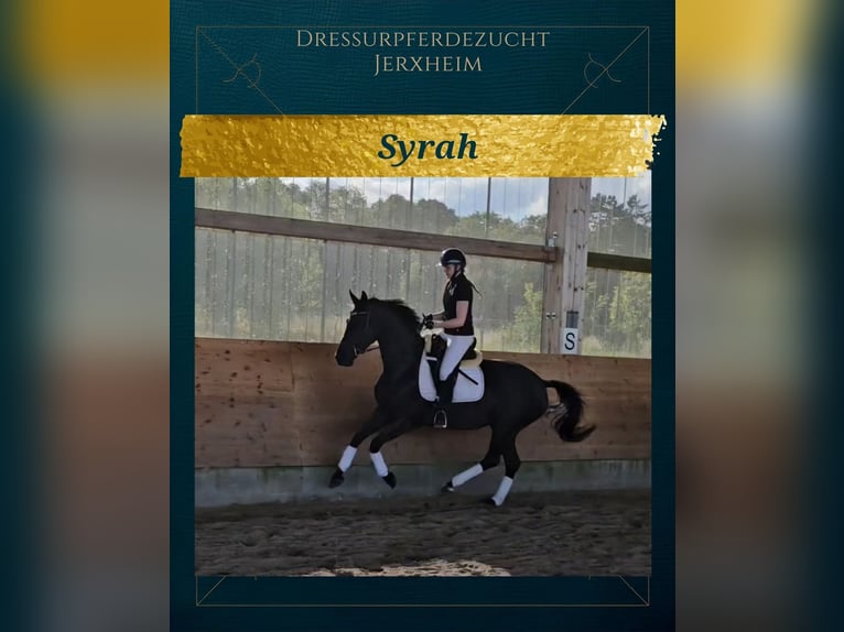 Hannoveraan Merrie 8 Jaar 166 cm Zwart in Jerxheim