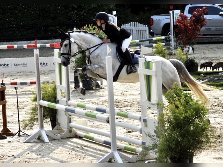 Hannoveraan Merrie 8 Jaar 167 cm Appelschimmel in Wachtberg