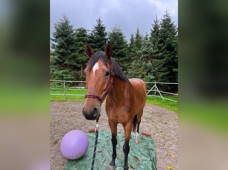 Hannoveraan Merrie 8 Jaar 167 cm Bruin in Friesoythe