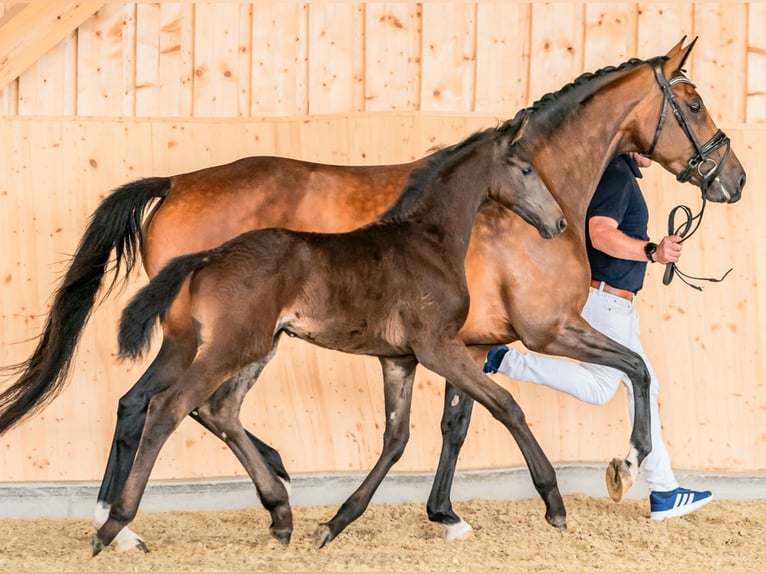 Hannoveraan Merrie 8 Jaar 167 cm Bruin in Wolfsbach