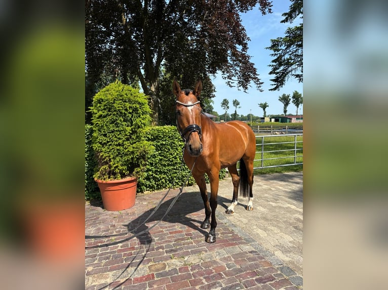 Hannoveraan Merrie 8 Jaar 167 cm Bruin in Friesoythe