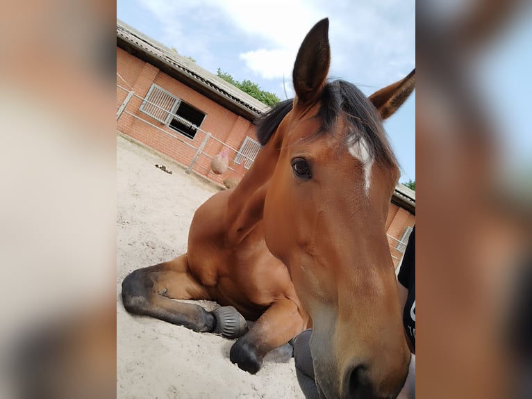 Hannoveraan Merrie 8 Jaar 167 cm Bruin in Friesoythe