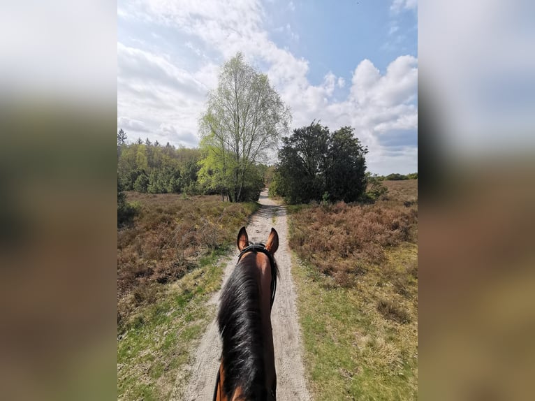 Hannoveraan Merrie 8 Jaar 167 cm Bruin in Friesoythe