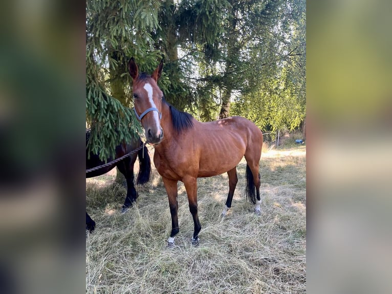 Hannoveraan Merrie 8 Jaar 167 cm Bruin in Stadtroda