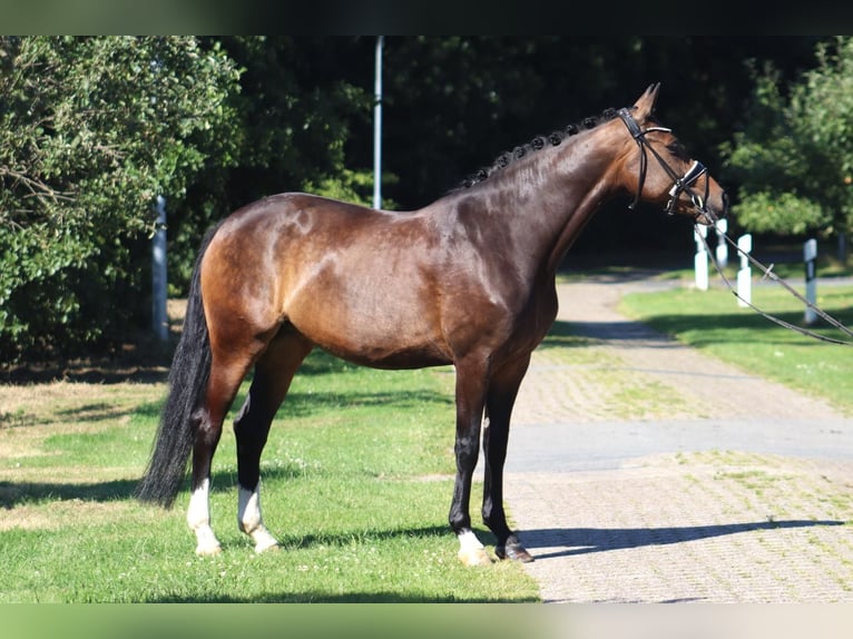 Hannoveraan Merrie 8 Jaar 167 cm Donkerbruin in Selsingen