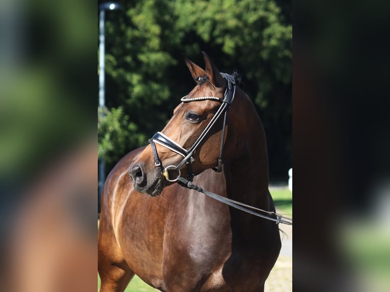 Hannoveraan Merrie 8 Jaar 167 cm Donkerbruin in Selsingen