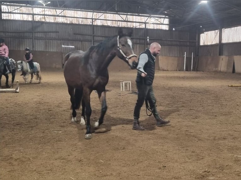 Hannoveraan Merrie 8 Jaar 167 cm Donkerbruin in HAINDORF