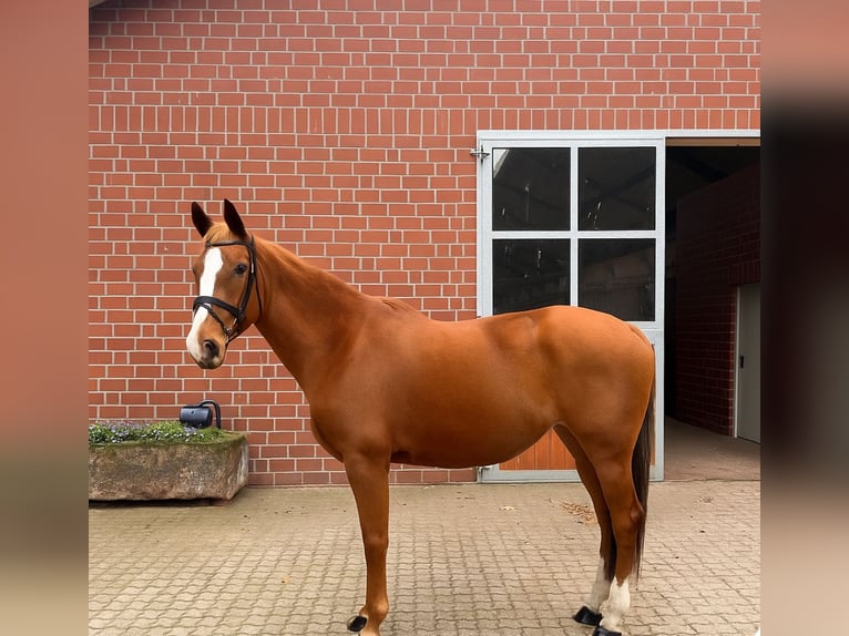 Hannoveraan Merrie 8 Jaar 167 cm in Langenhagen