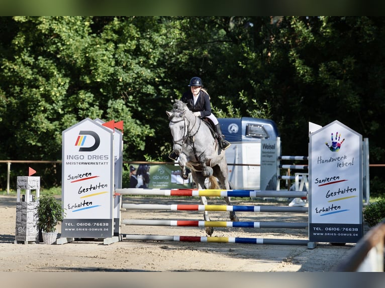 Hannoveraan Merrie 8 Jaar 167 cm Schimmel in Langenselbold