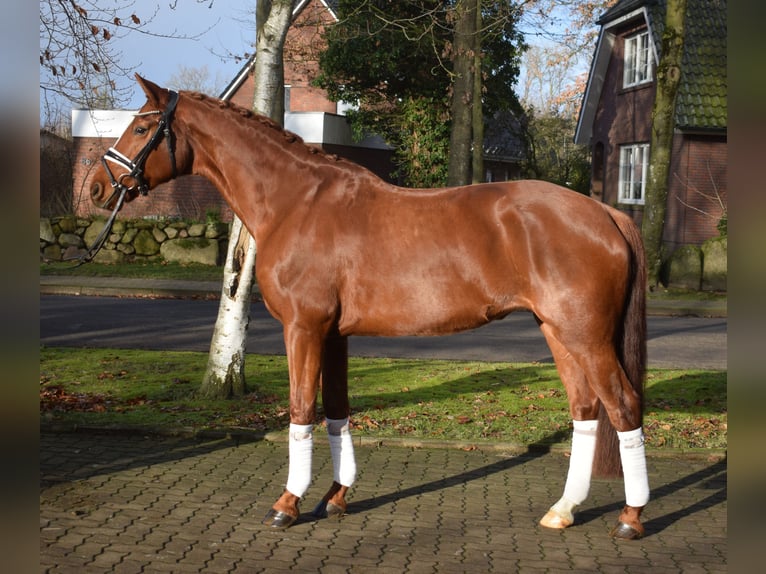 Hannoveraan Merrie 8 Jaar 167 cm Vos in Fredenbeck