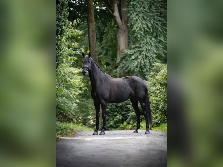 Hannoveraan Merrie 8 Jaar 167 cm Zwart in Werther