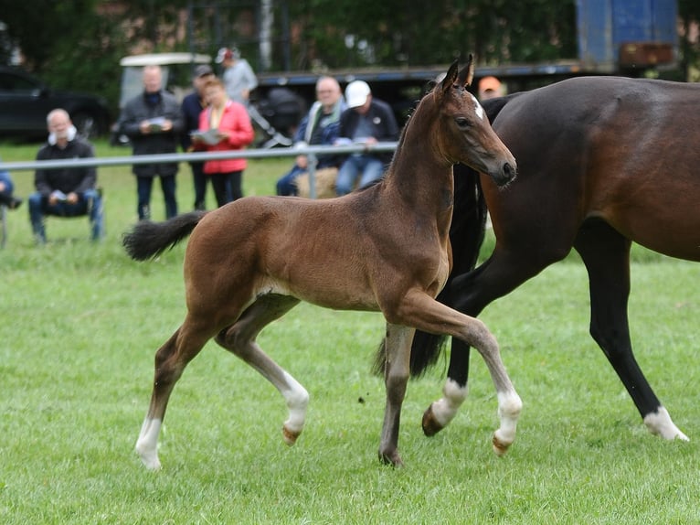 Hannoveraan Merrie 8 Jaar 168 cm Bruin in Bleckede