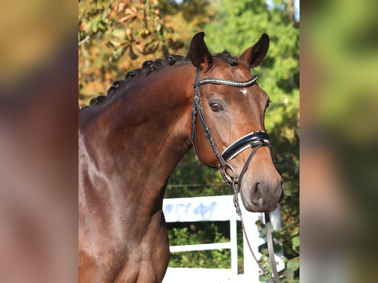 Hannoveraan Merrie 8 Jaar 168 cm Bruin in Selsingen