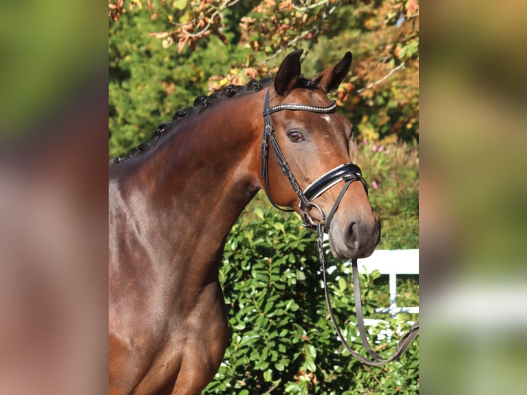 Hannoveraan Merrie 8 Jaar 168 cm Bruin in Selsingen