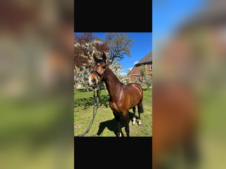 Hannoveraan Merrie 8 Jaar 168 cm Bruin in Dahlenburg