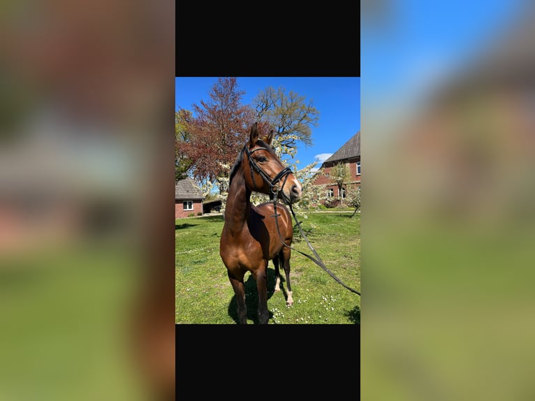 Hannoveraan Merrie 8 Jaar 168 cm Bruin in Dahlenburg