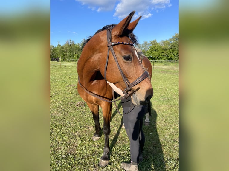 Hannoveraan Merrie 8 Jaar 168 cm Bruin in Flensburg