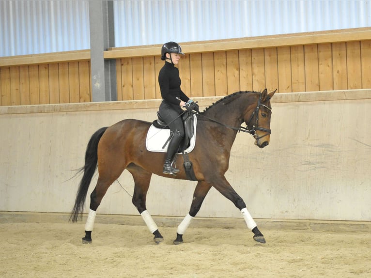 Hannoveraan Merrie 8 Jaar 168 cm Bruin in Wellheim