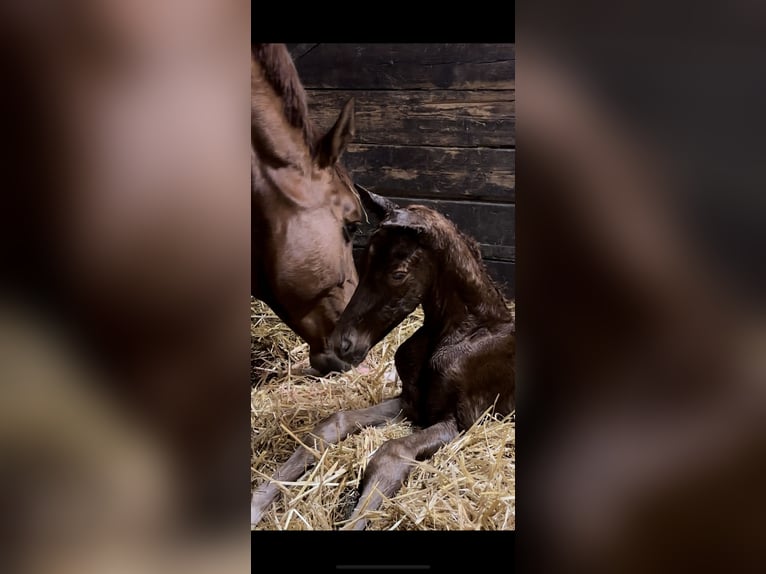 Hannoveraan Merrie 8 Jaar 168 cm Donkere-vos in Langwedel