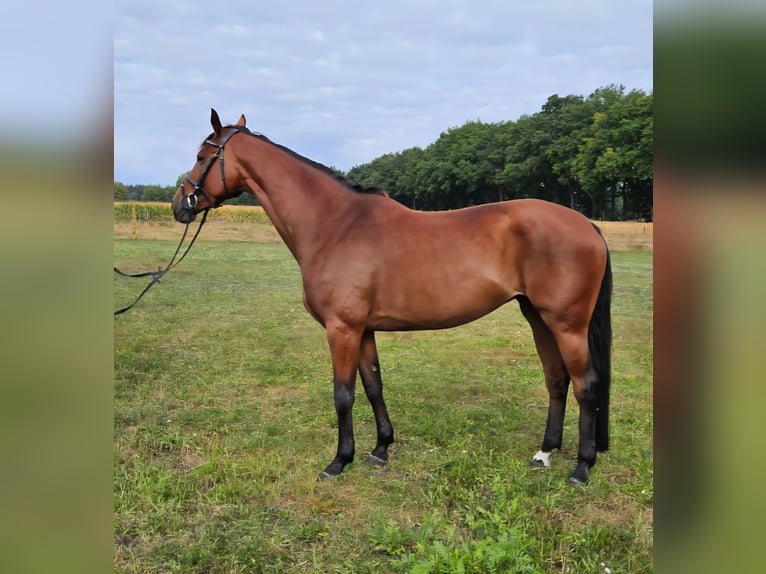 Hannoveraan Merrie 8 Jaar 168 cm Lichtbruin in Adelheidsdorf