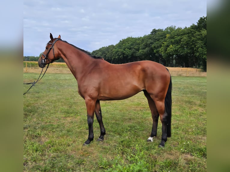 Hannoveraan Merrie 8 Jaar 168 cm Lichtbruin in Adelheidsdorf